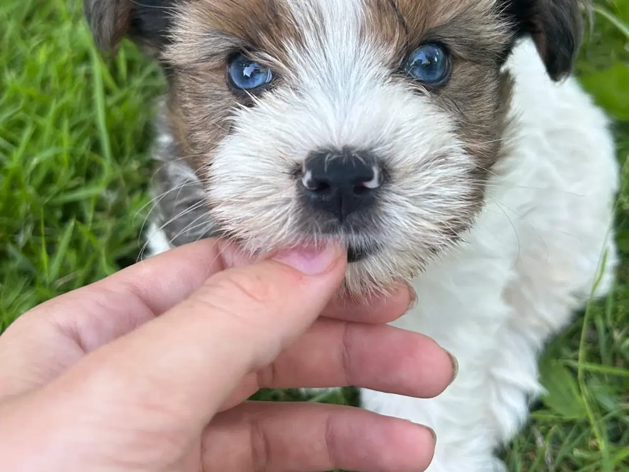 Billede 2 - Smukke dejlige Biewer terrier 