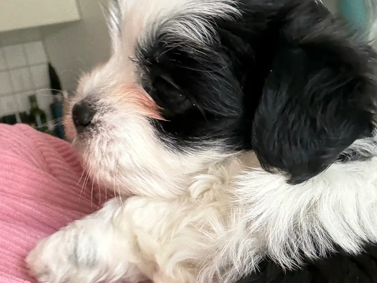 Billede 4 - Skøn lille Boomer fyr shih tzu/malteser
