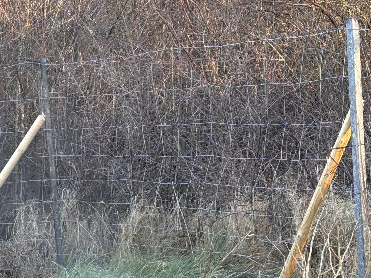 Billede 1 - Vildt hegn sælges Ca. 60 meter inkl. Stolper