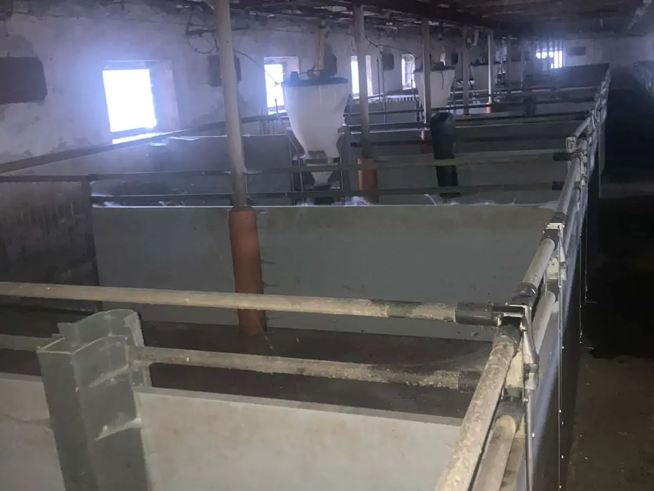 Billede 2 - Slagtesvine Stier Sælges