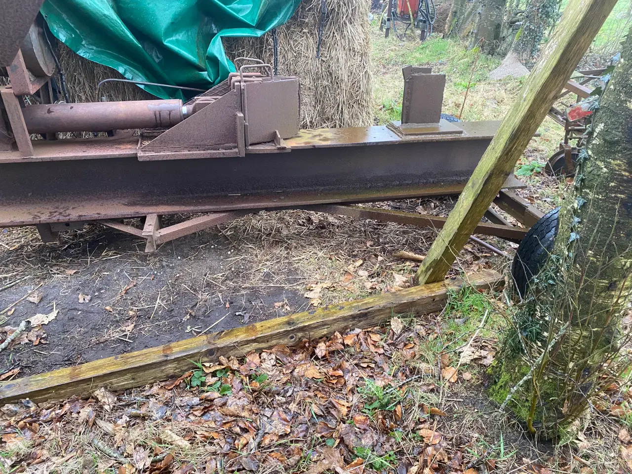 Billede 3 - Trækløver, brændekløver