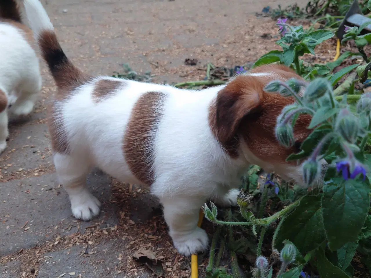 Billede 10 - Jack Russell hvalpe (lavbenet type)