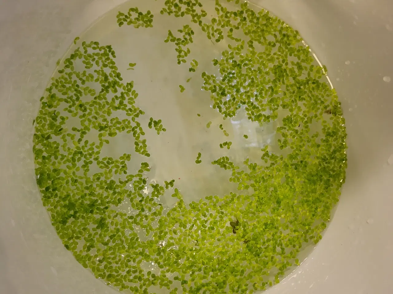 Billede 2 - Planter 3 stk. Lange og flyde planter  plus 10 stk