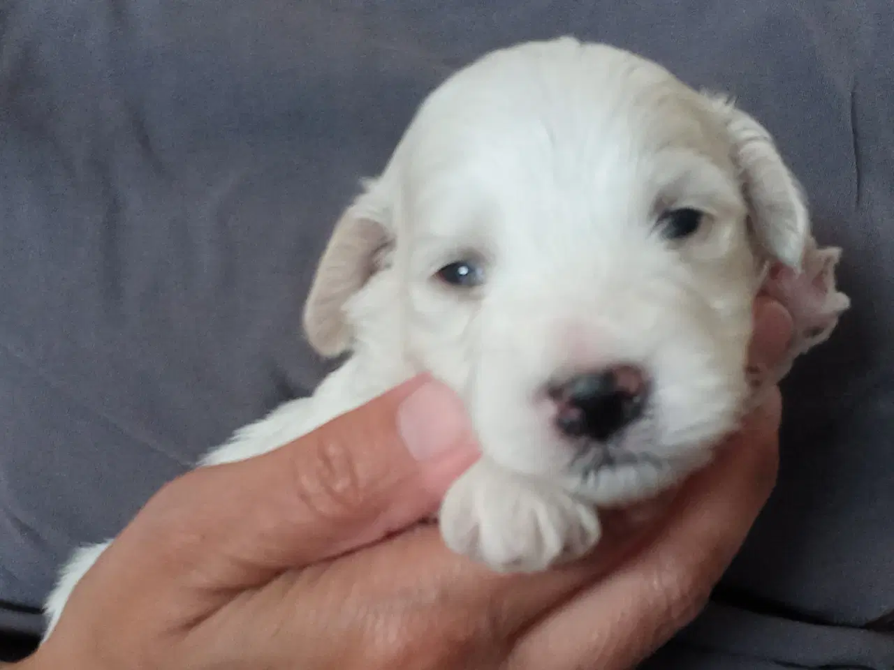 Billede 6 - Bichon havanais hvalpe 