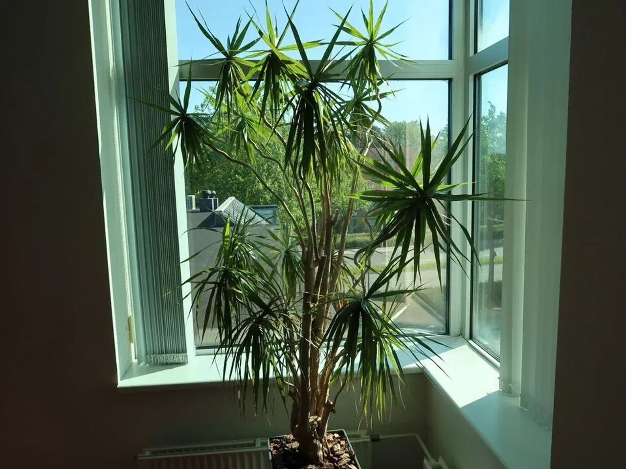 Billede 3 - Plante i krukke