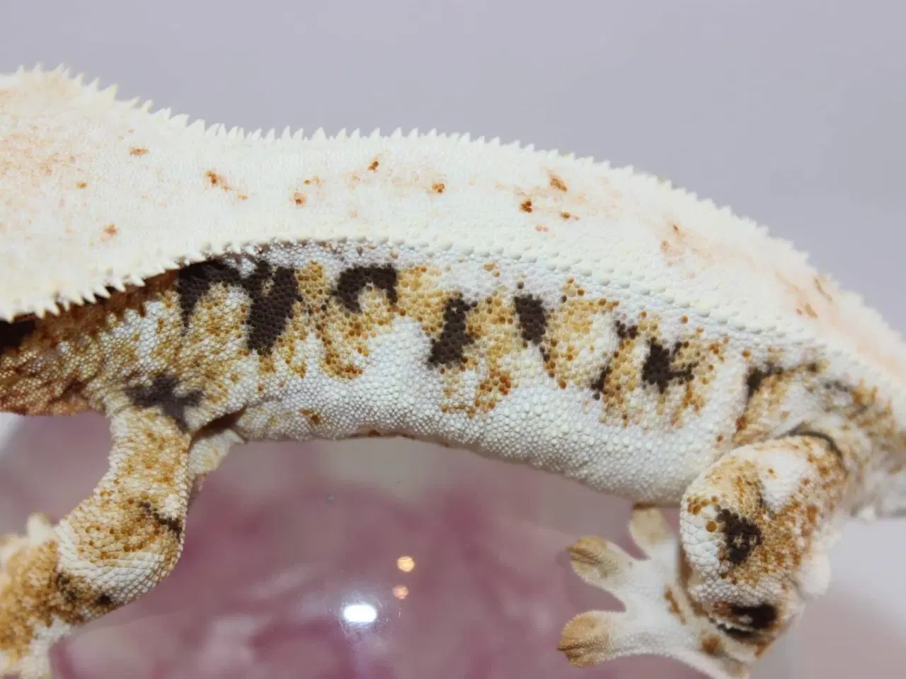 Billede 4 - Kronegekko Tri-color Lilly-White hun