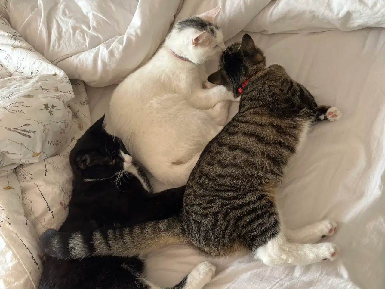 Billede 2 - Tyrkisk van (hunkat)