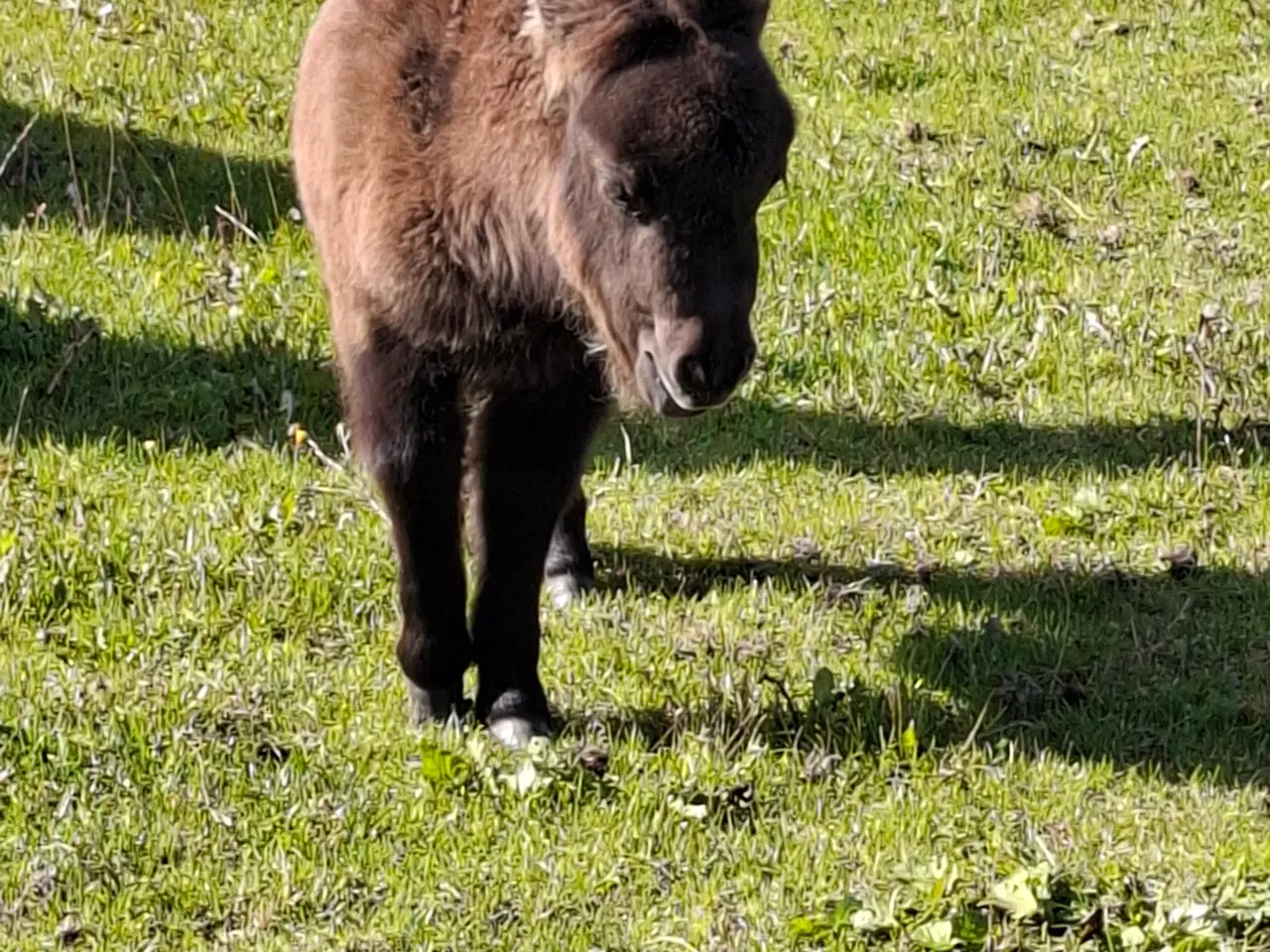 Billede 5 - Sødeste miniature hoppeføl