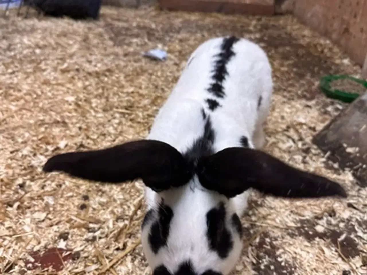 Billede 2 - 6 stk Kaniner - Tysk Kæmpe Schecke