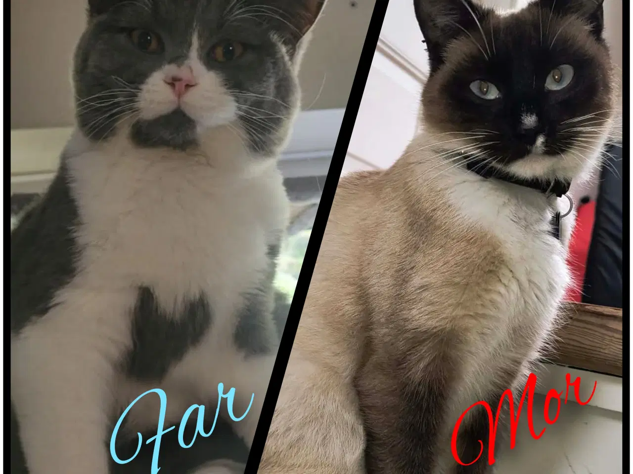 Billede 7 - British Shorthair, Siameser, Hellig Birma mix