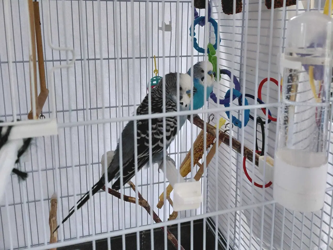 Billede 1 - Undulater med bur - Til godt og blivende hjem