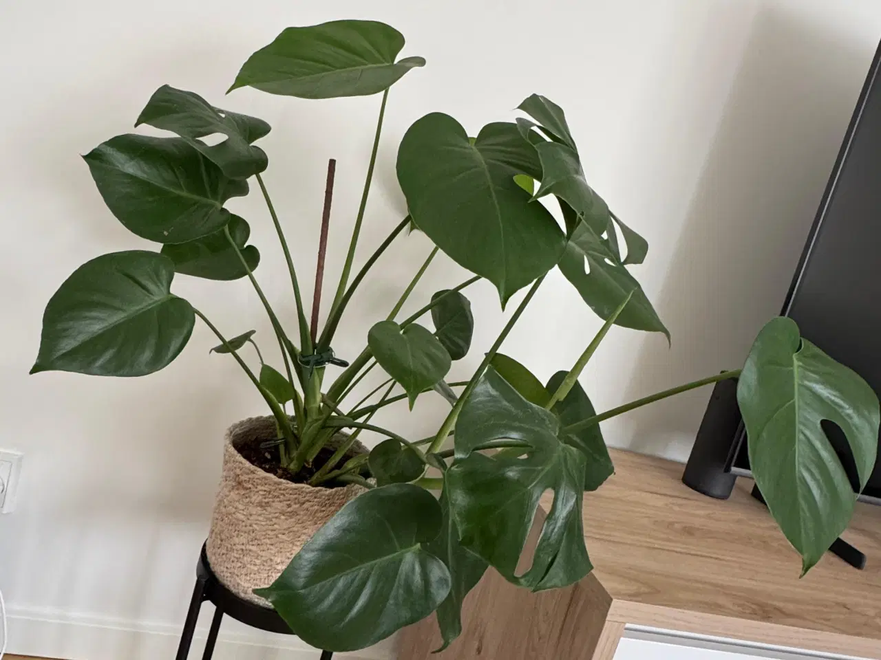 Billede 2 - Monstera Deliciosa