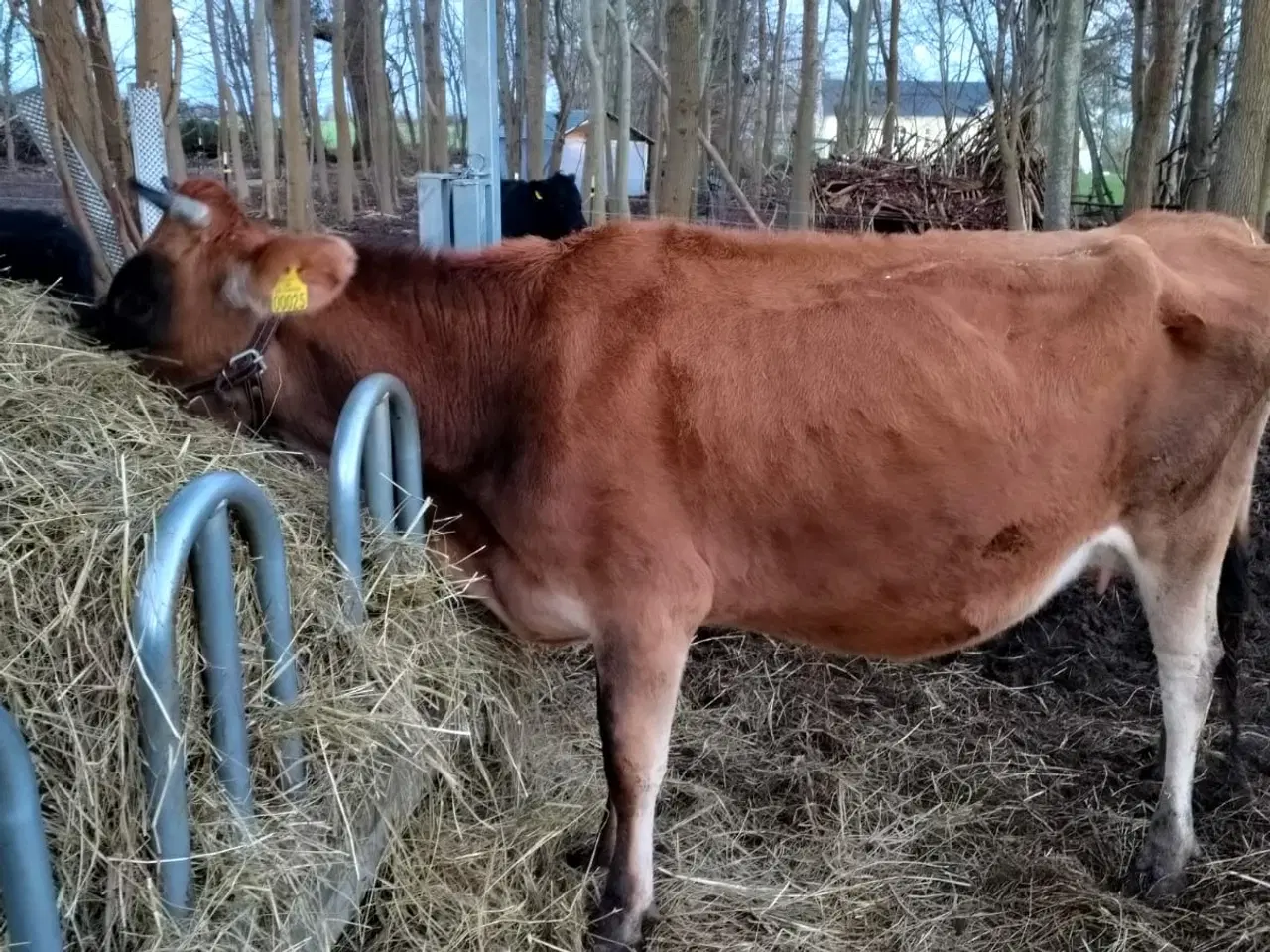 Billede 2 - Stambogsførte Jersey-køer fra lille "familie-gård"