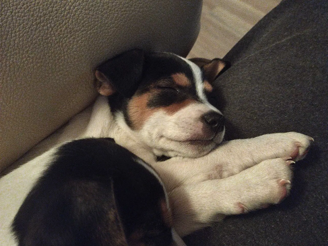 Billede 9 - Hvalpe, Dansk Svensk gårhund 