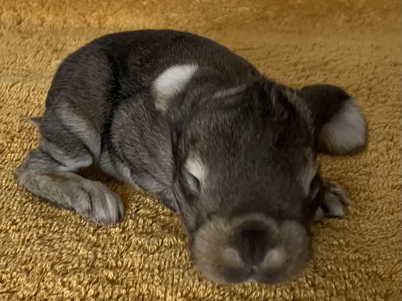 Billede 1 - FRANSK VÆDDER HAN VILDTGRÅ