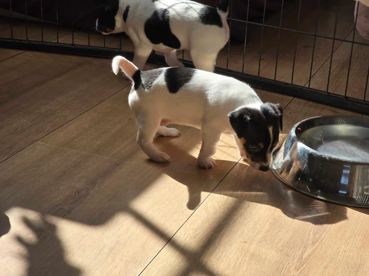 Billede 6 - Dansk svensk gårdhund / jack russel hvalpe