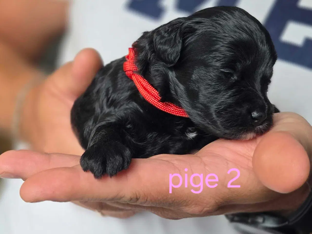 Billede 18 - F1b Cockapoo 