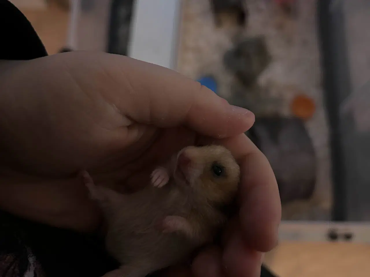 Billede 5 - Sibiriske Guldhamster Unger