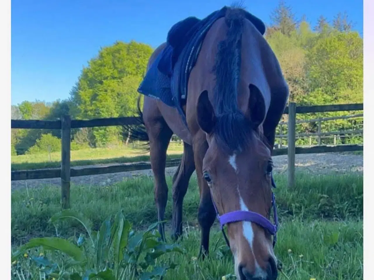 Billede 5 - Fuldblodsvallak, 3 år