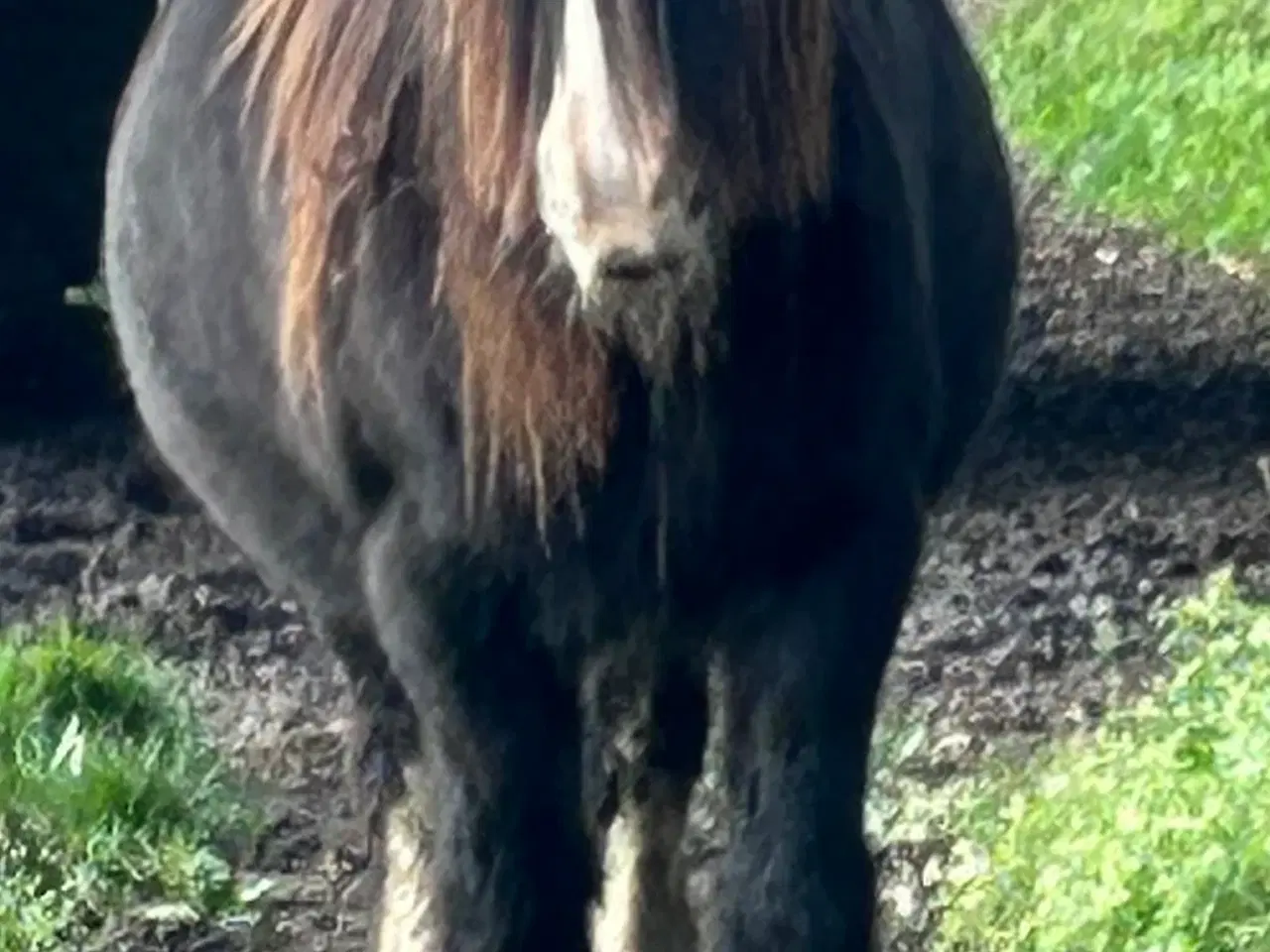 Billede 2 - Super skøn lille irish cob hoppe sælges 