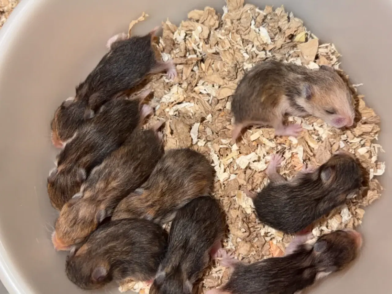 Billede 2 - Guldhamster unger