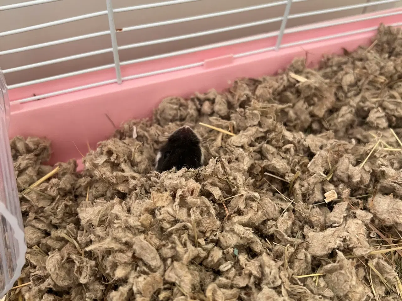 Billede 3 - Hun dværg hamster sælges