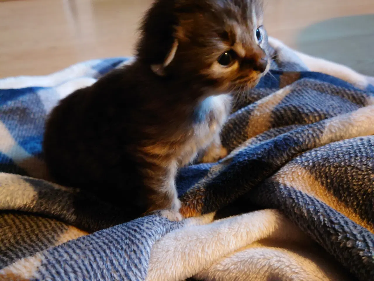 Billede 2 - Maine coon killing Far med tavle