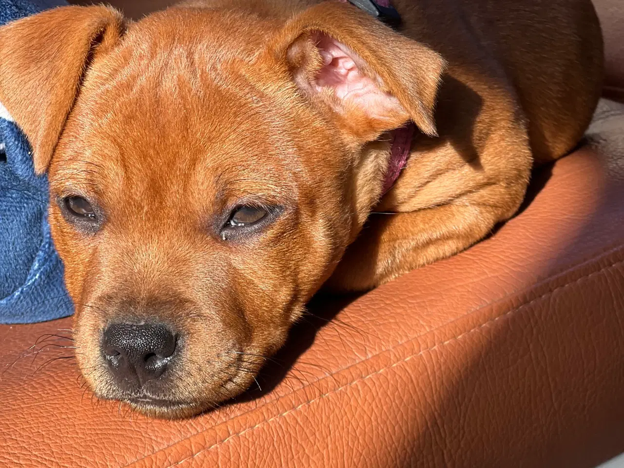 Billede 8 - Staffordshire Bull Terrier Hvalpe m. fin Stamtavle