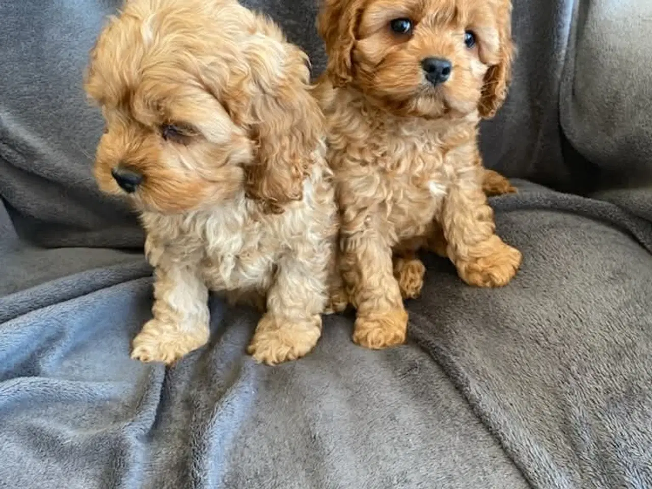 Billede 3 - Ægte Cocker Poo