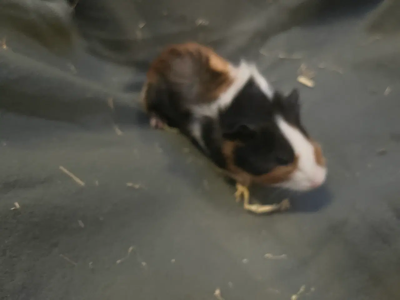 Billede 5 - Marsvinunger