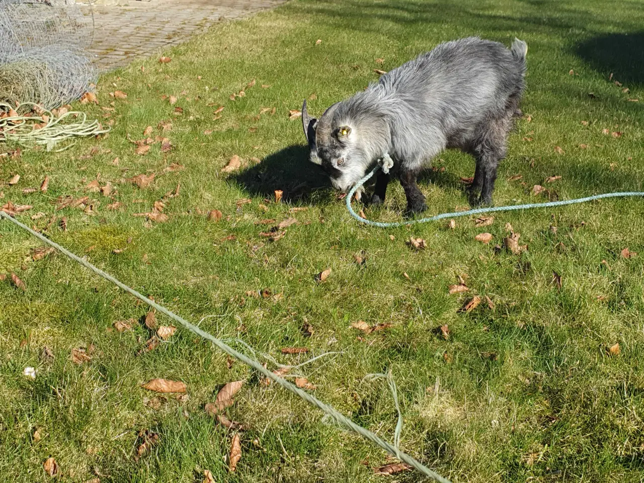 Billede 2 - Gedebuk sælges eller byttes.