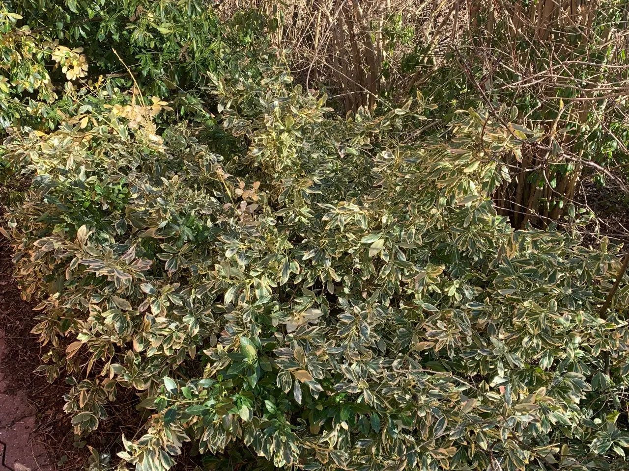 Billede 11 - Thuja busk og solbærbusk m m og mange marksten