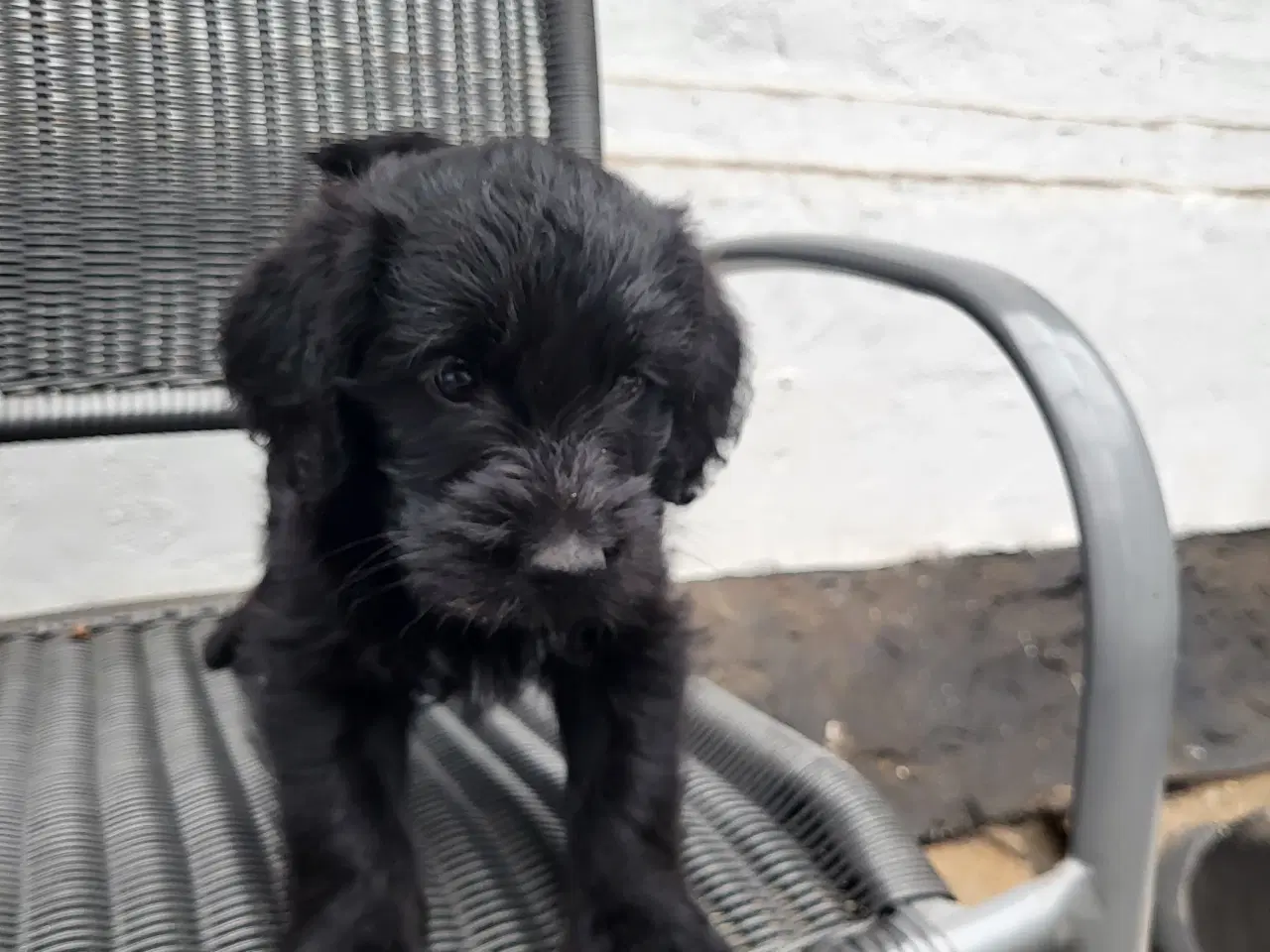 Billede 3 - Labra Doodle Hvalpe 