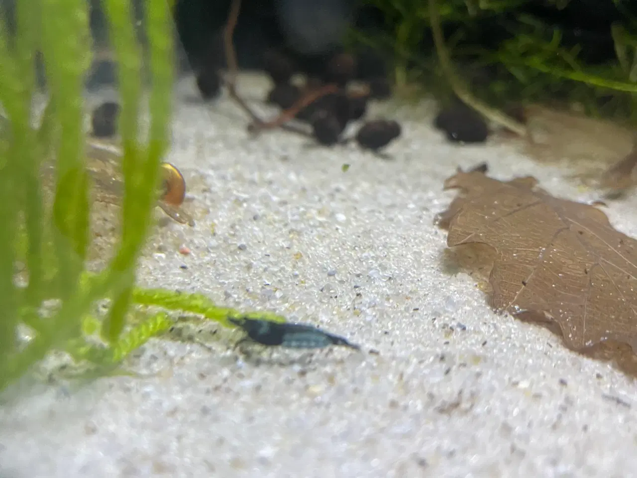 Billede 4 - Blå rejer. 