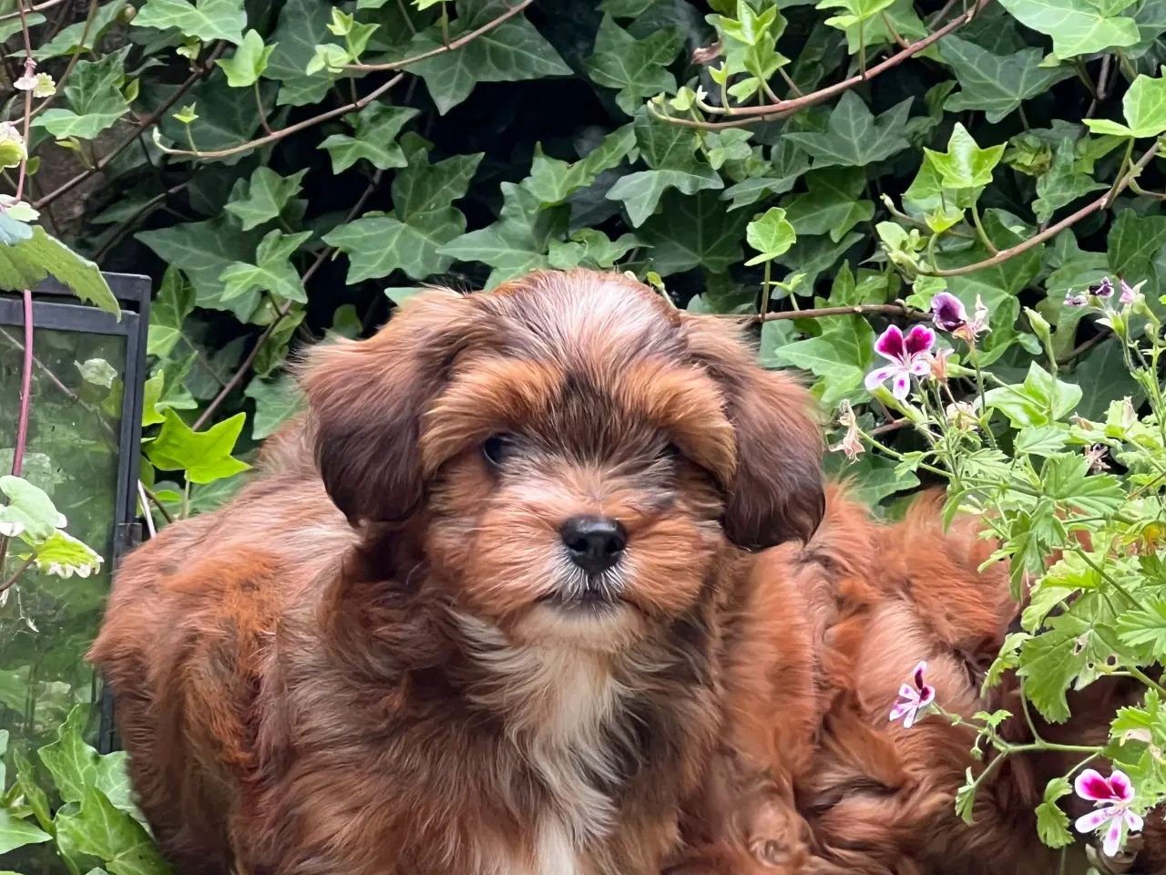 Billede 3 - 🧡Søde & Smukke Bichon Havanais 🧡