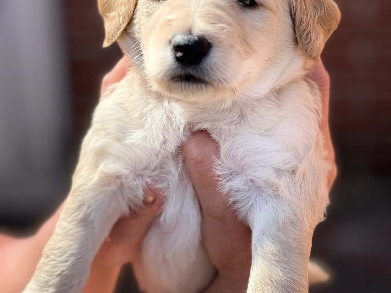 Billede 6 - Goldendoodle hvalpe 