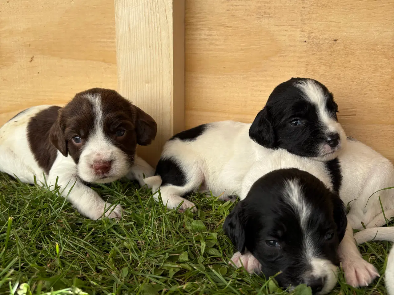 Billede 13 - FT Springer Spaniel med stamtavle 