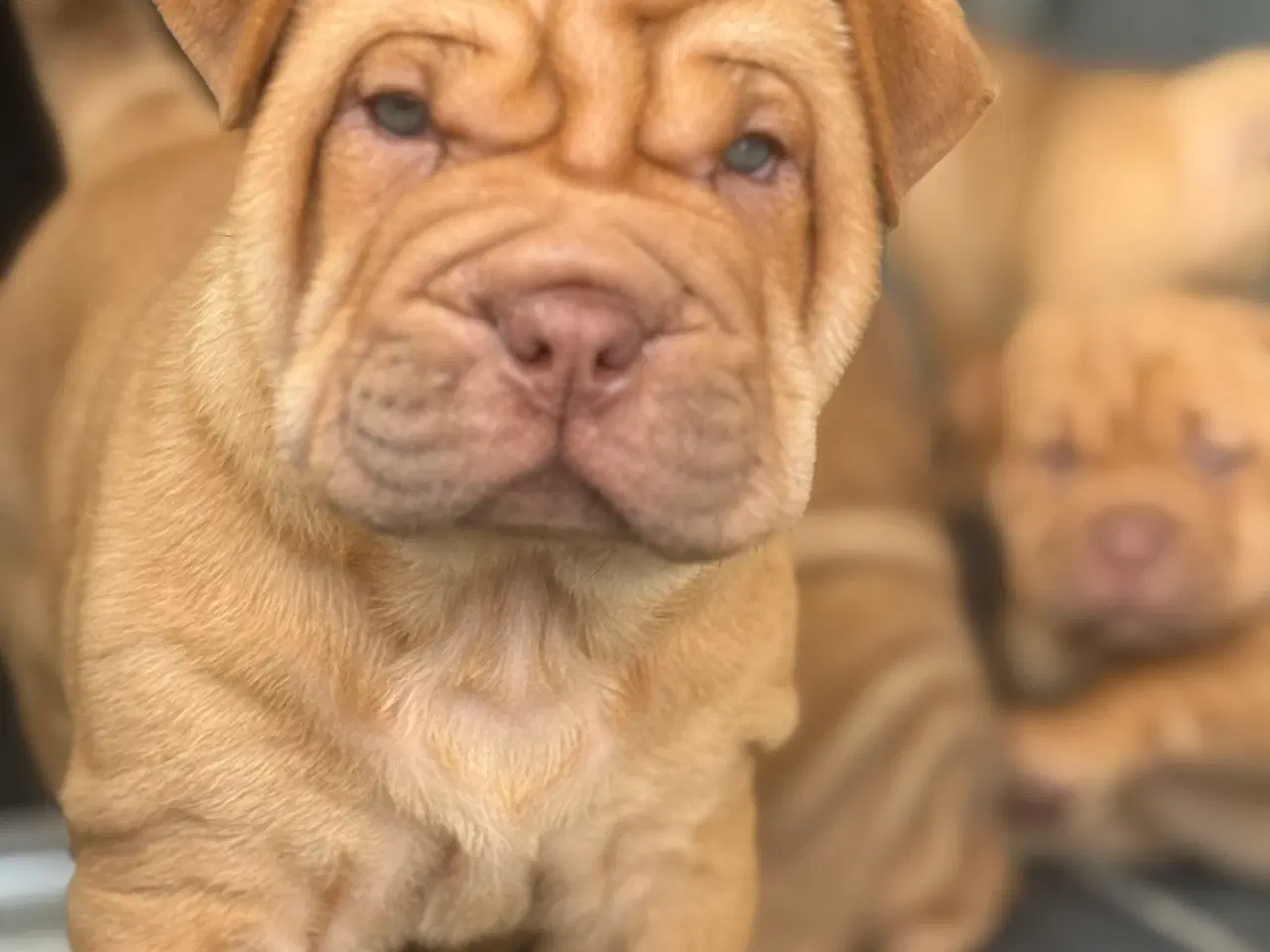 Billede 3 - Smukke Old English Bulldog Mix Hvalpe til salg! 🐾
