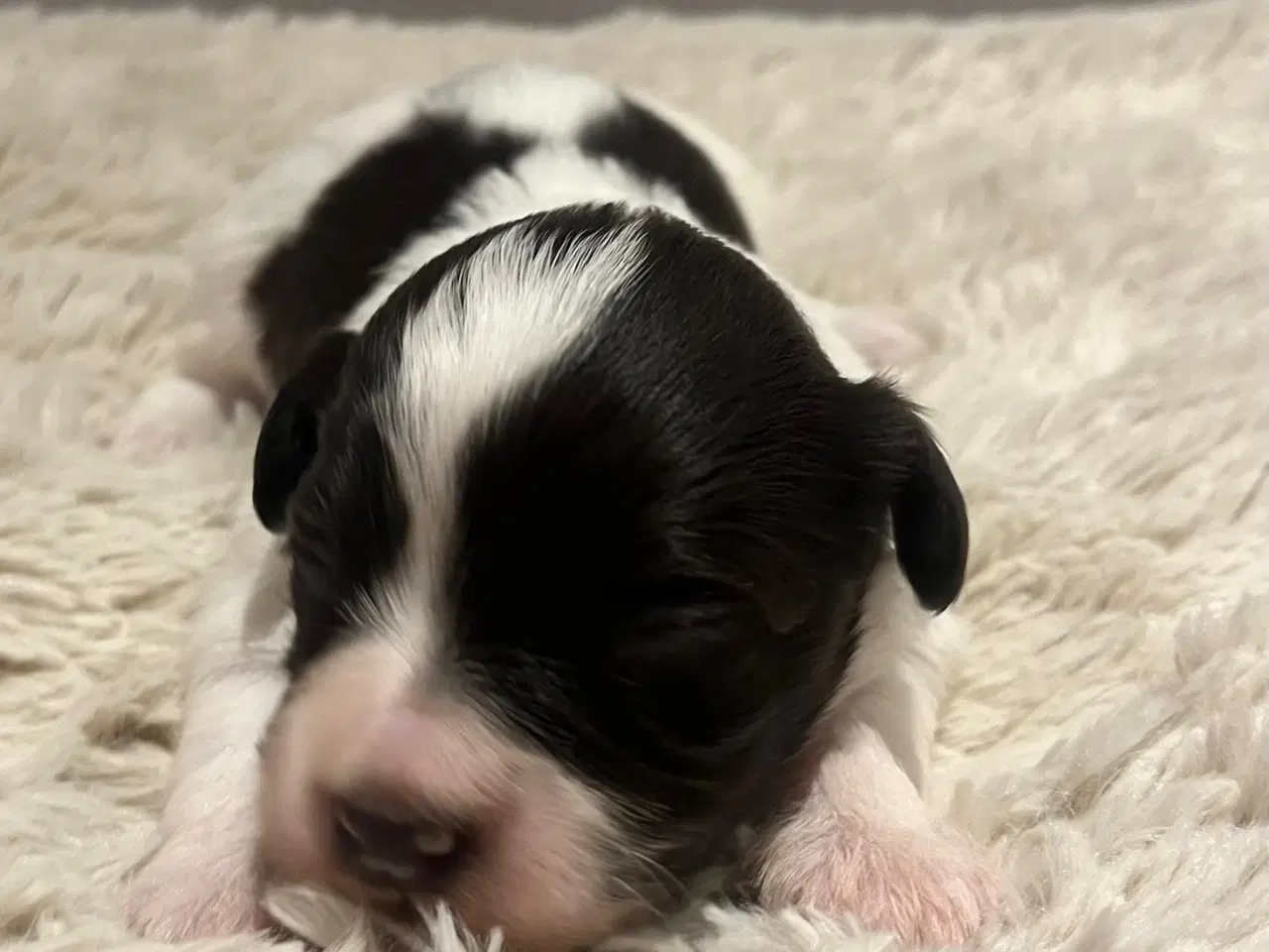 Billede 4 - Bichon Havanais hvalpe med DKK stamtavle. 