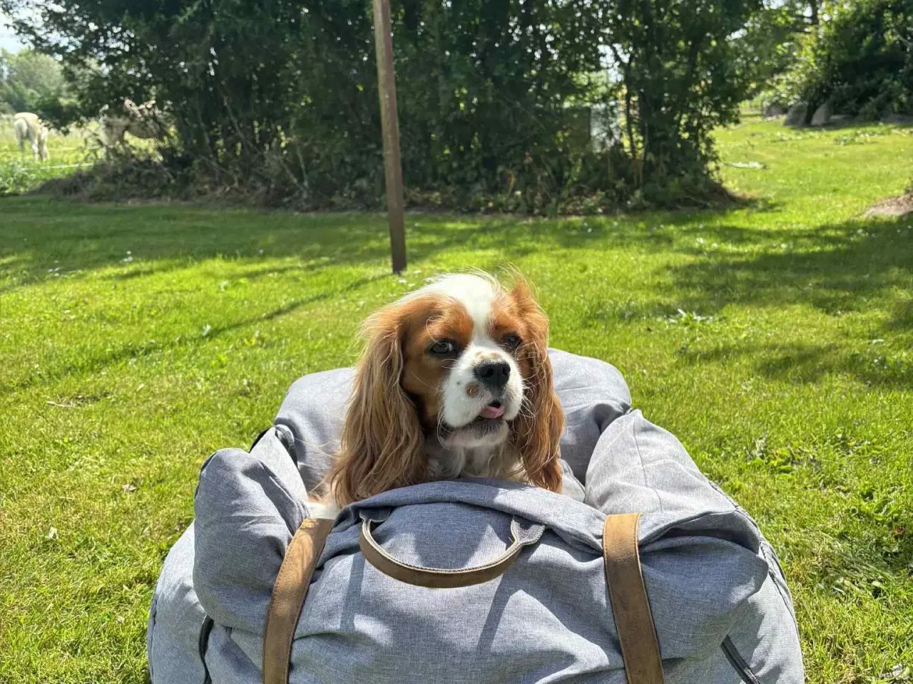 Billede 8 - Cavalier King Charles spaniel hvalpe 