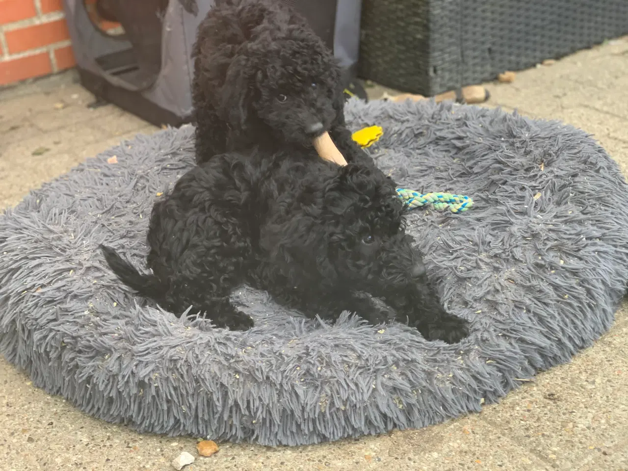 Billede 18 - Mini Golden Doodle F1B babyer 