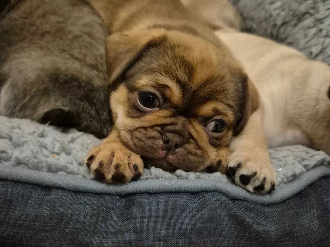 Billede 9 - Sødeste blandingshvalpe Mops/pekingeser/chihuahua 