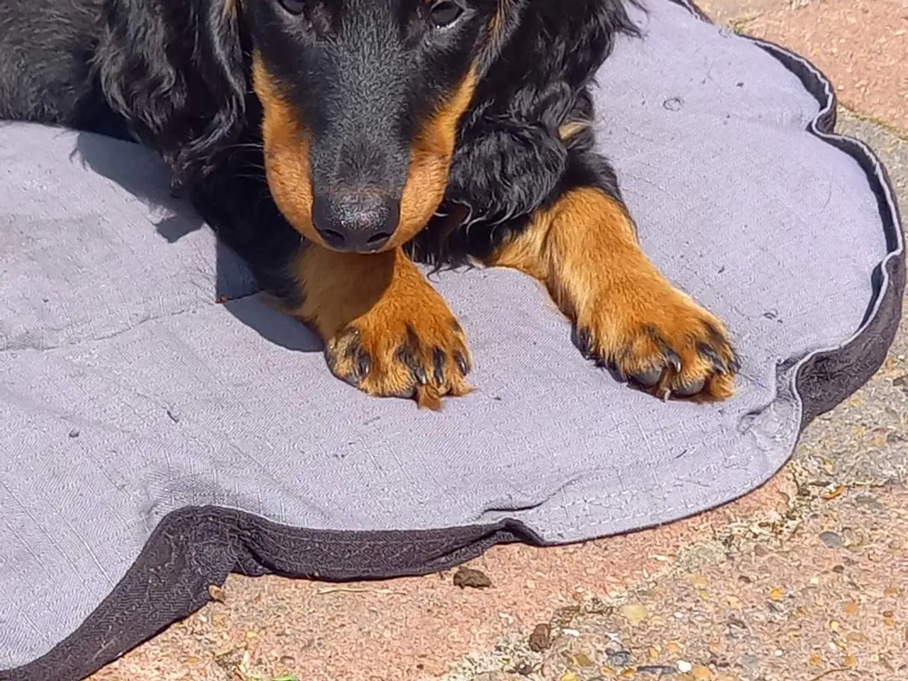 Billede 12 - Langhåret dværg gravhund med  DKKstamtavle.