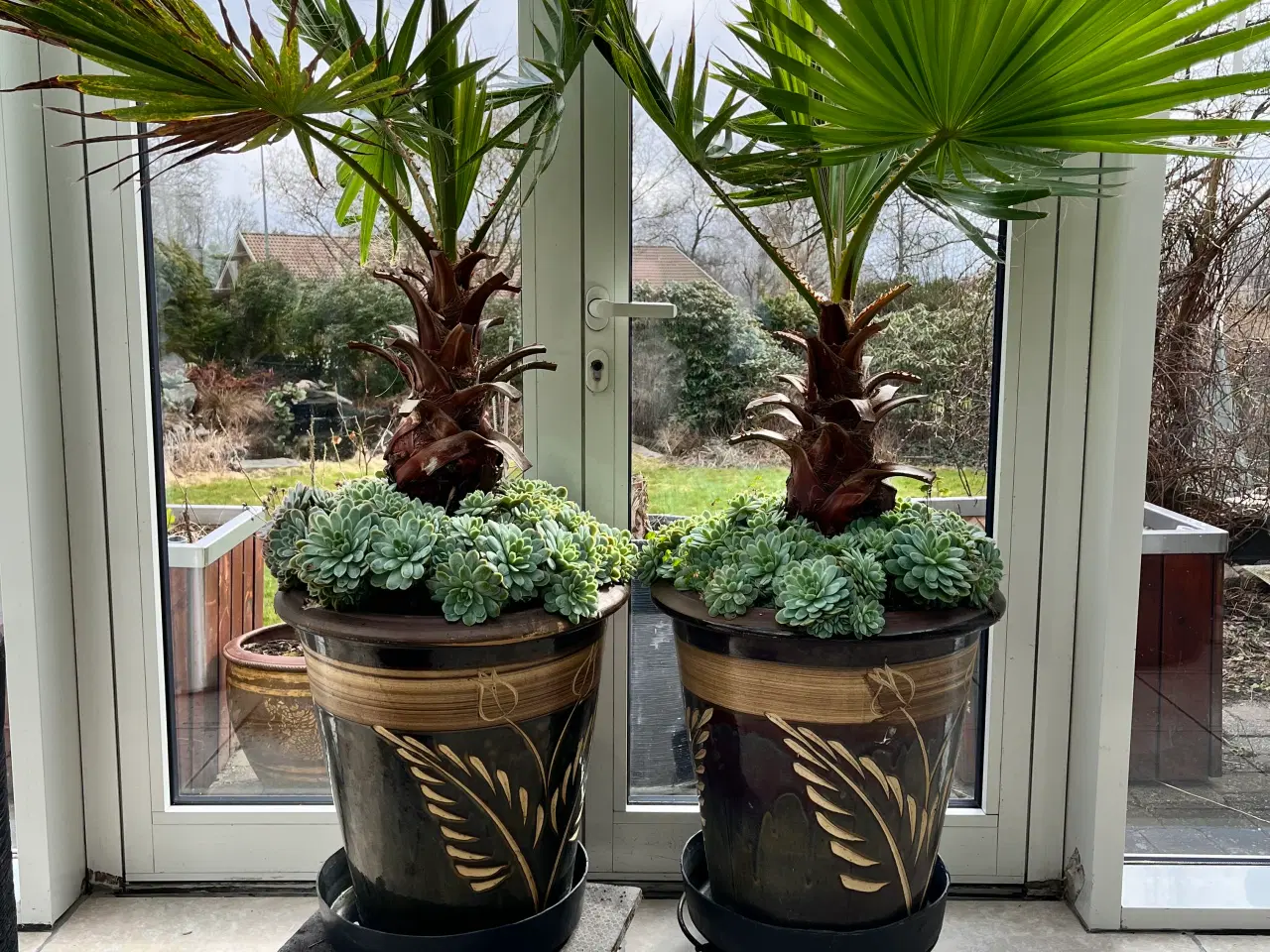 Billede 1 - 2.stk store og flotte mexicanske viftepalmer