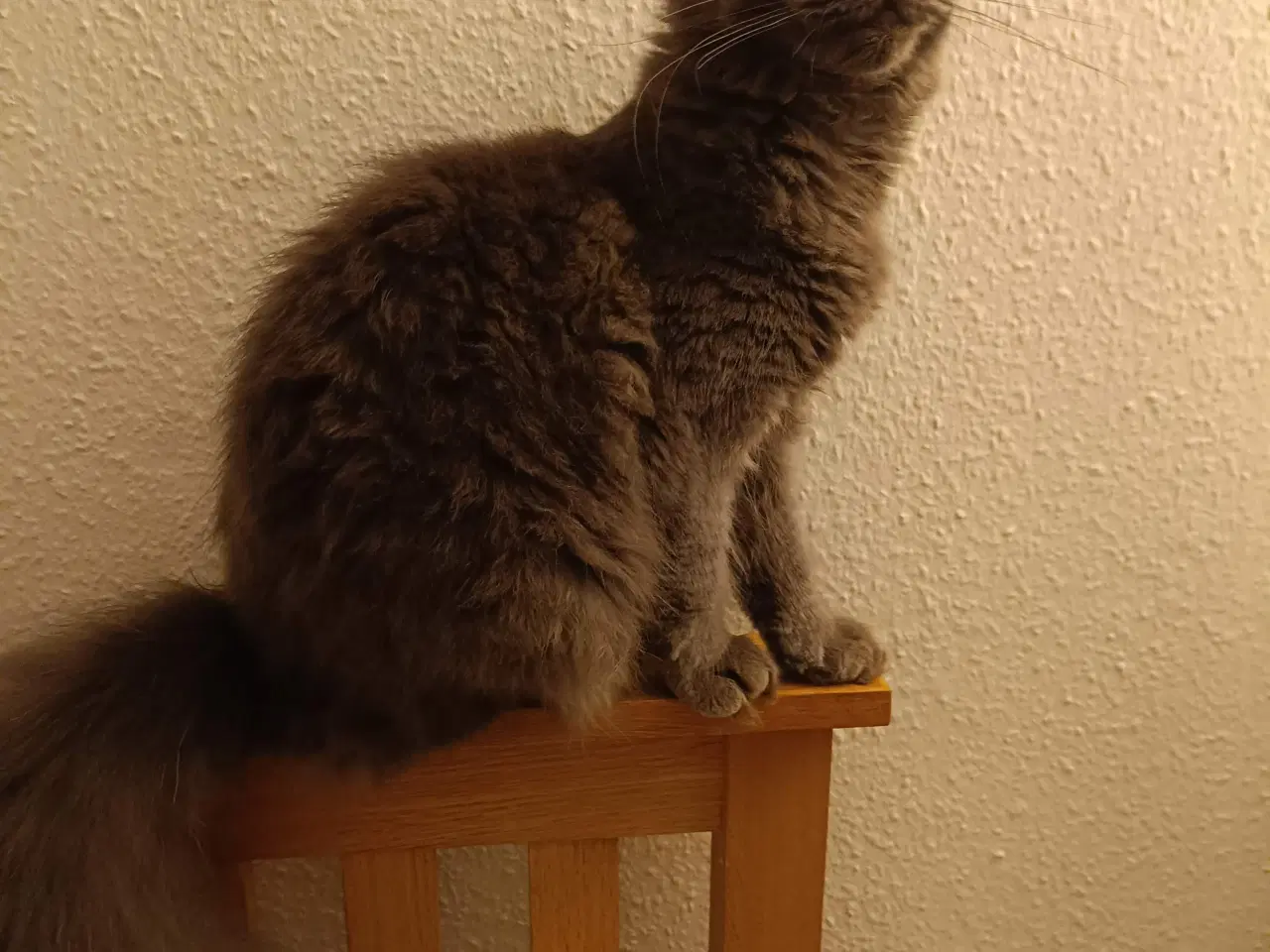 Billede 1 - Maine coon pige