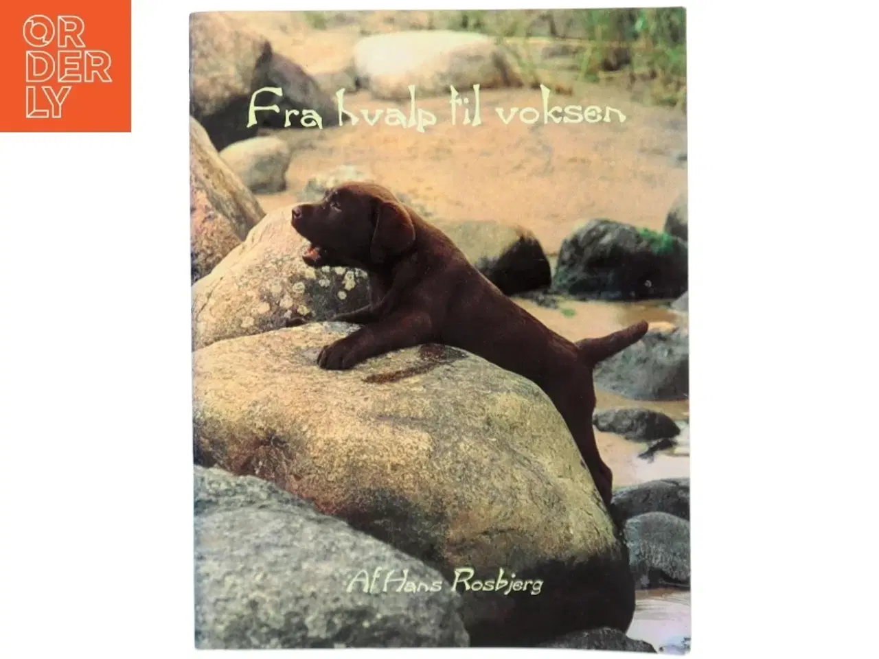 Billede 1 - Fra hvalp til voksen af Hans Rosbjerg