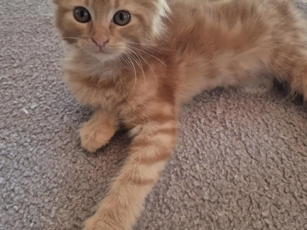 Billede 10 - Maine coon blanding 
