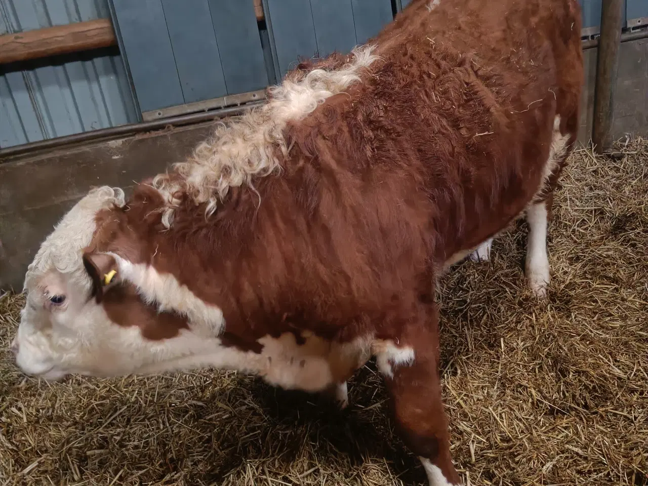 Billede 3 - Hereford tyr
