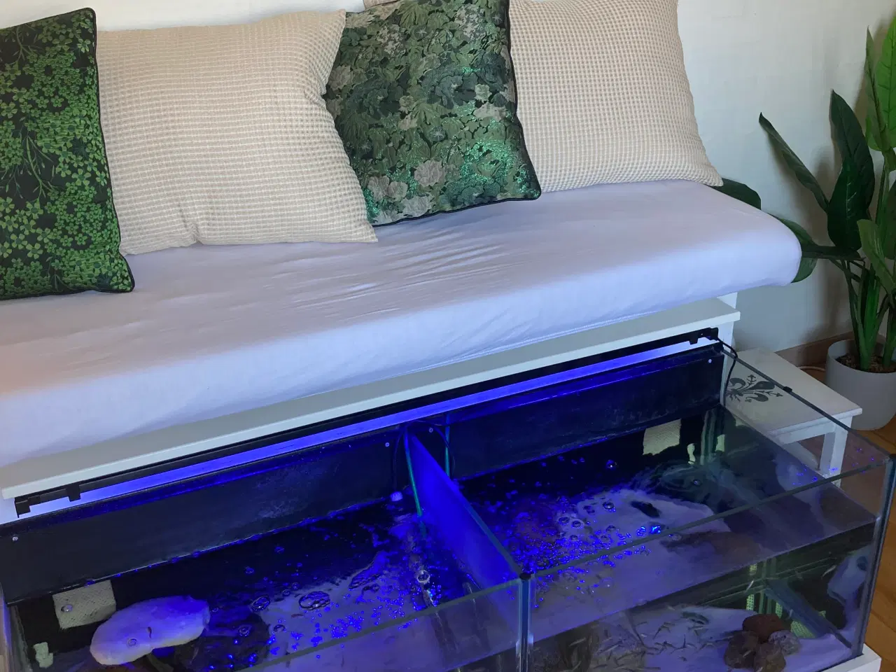 Billede 1 - Akvarie Fiskespa