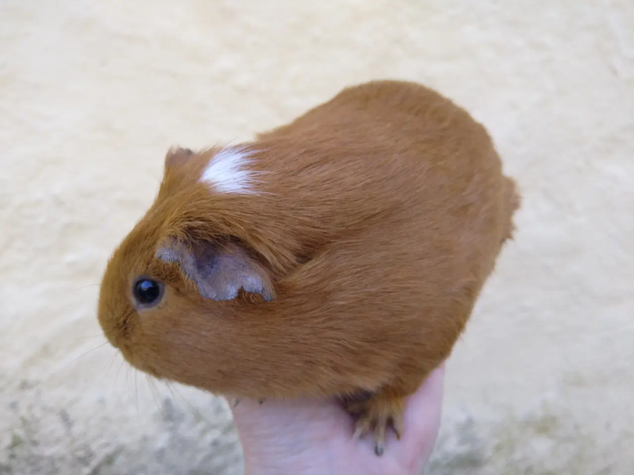 Billede 4 - 2 veninder, små hun unger, marsvin 